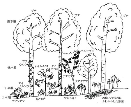 ブナ林の構造
